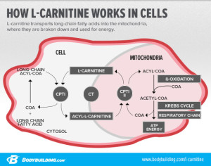 carnitine